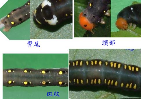 按此在新視窗瀏覽圖片