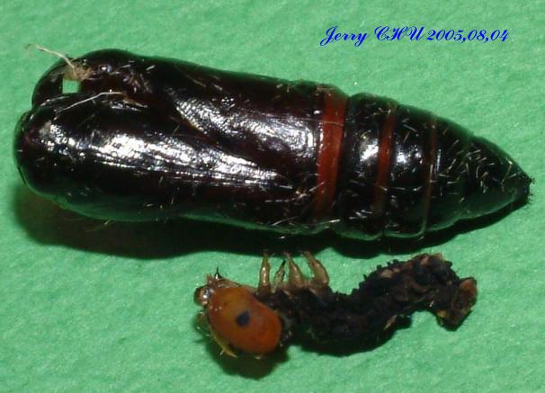 按此在新視窗瀏覽圖片