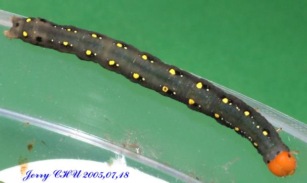 按此在新視窗瀏覽圖片