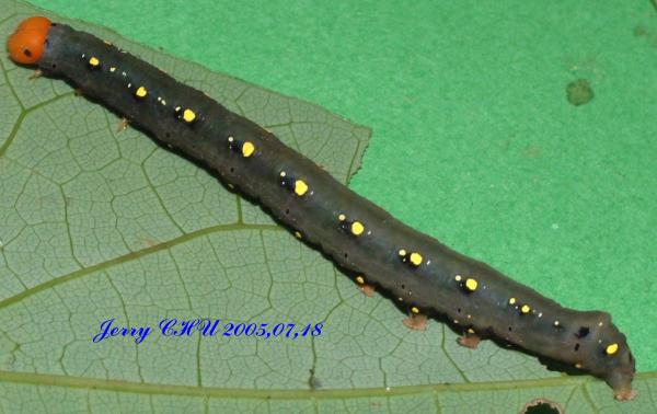 按此在新視窗瀏覽圖片