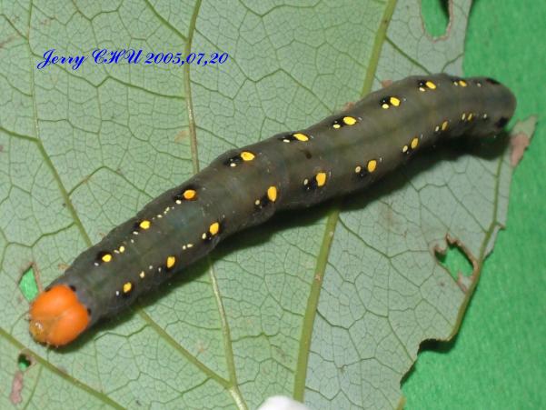 按此在新視窗瀏覽圖片