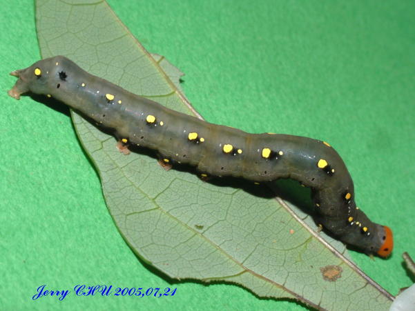 按此在新視窗瀏覽圖片