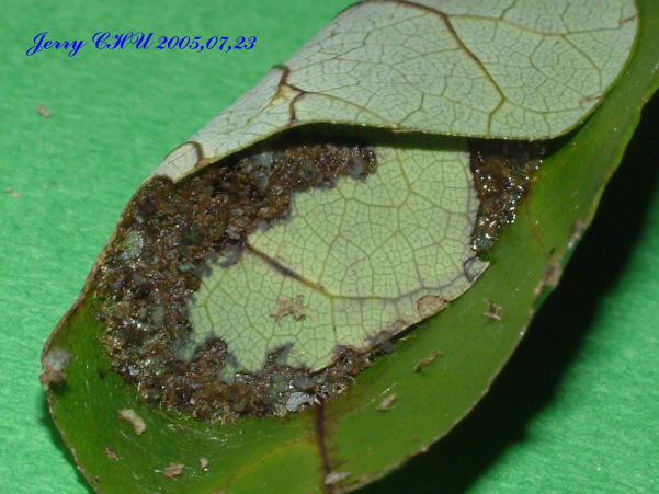 按此在新視窗瀏覽圖片