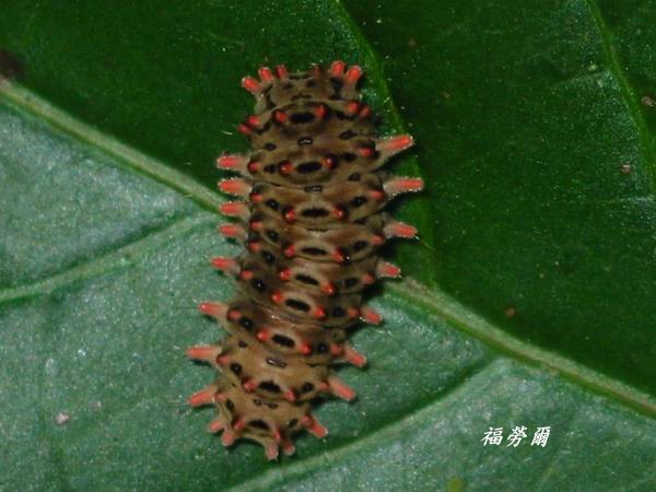 按此在新視窗瀏覽圖片