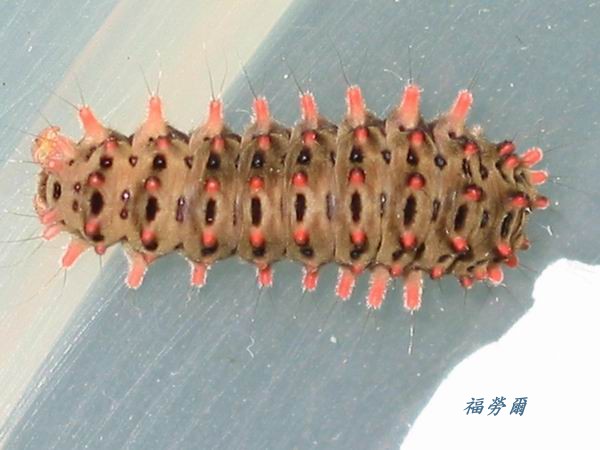 按此在新視窗瀏覽圖片