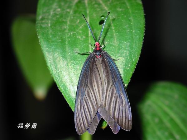 按此在新視窗瀏覽圖片