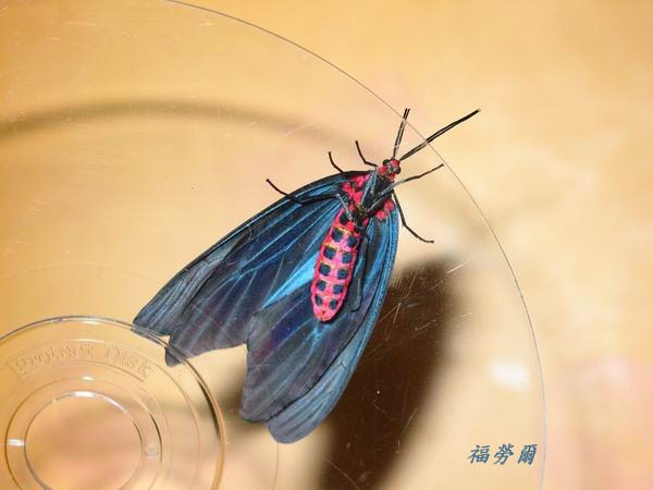 按此在新視窗瀏覽圖片