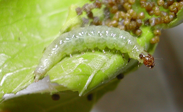 按此在新視窗瀏覽圖片