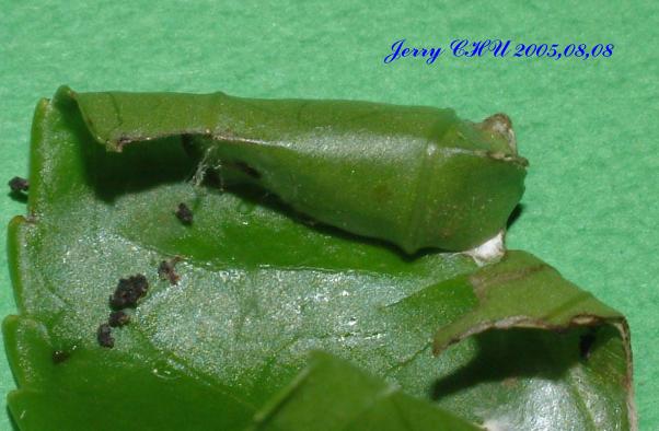 按此在新視窗瀏覽圖片