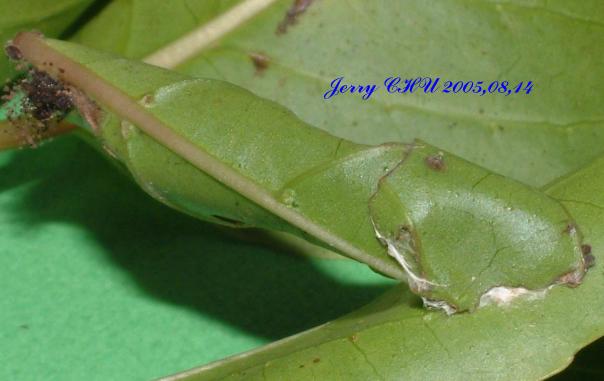 按此在新視窗瀏覽圖片