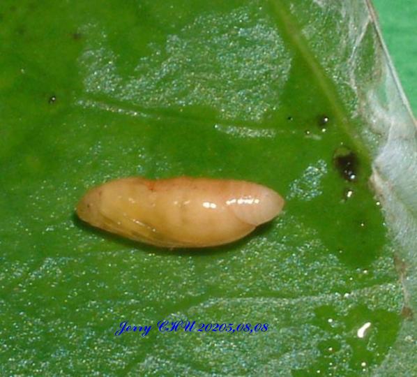 按此在新視窗瀏覽圖片