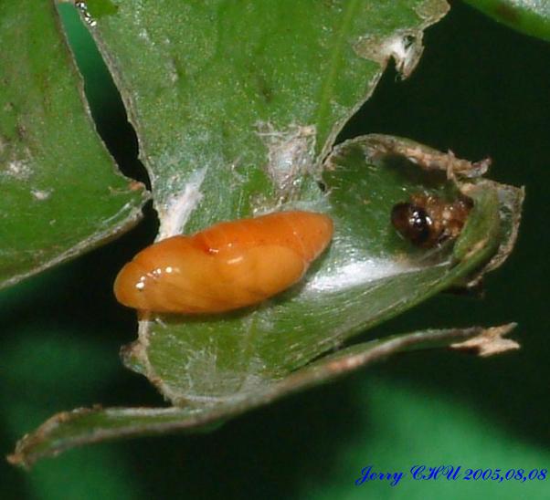 按此在新視窗瀏覽圖片