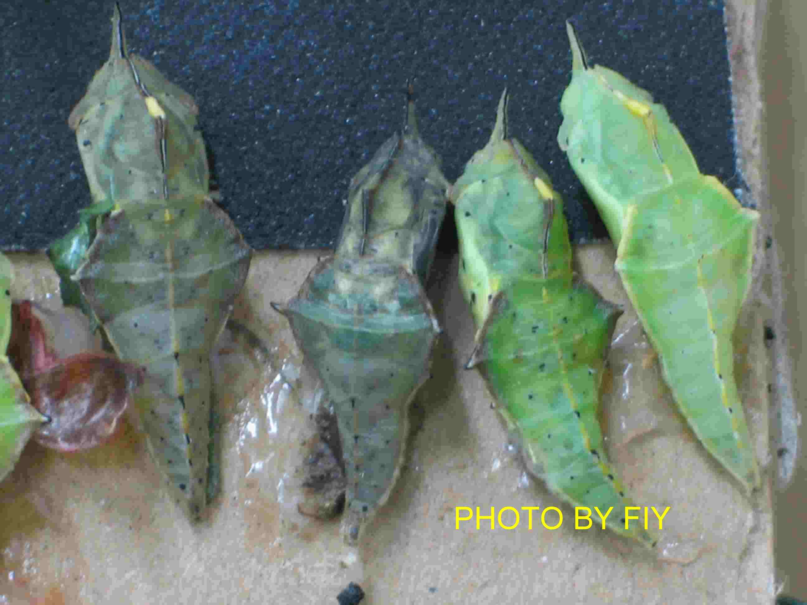 按此在新視窗瀏覽圖片