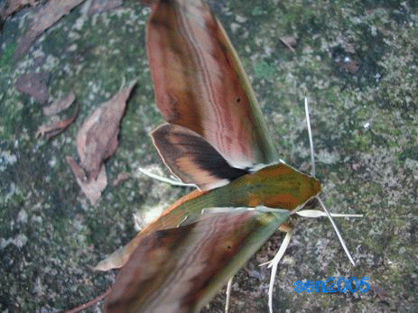 按此在新視窗瀏覽圖片