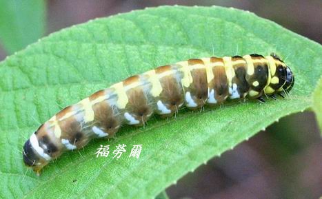 按此在新視窗瀏覽圖片