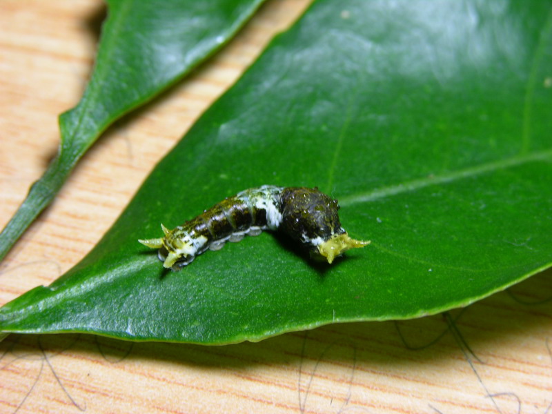 按此在新視窗瀏覽圖片