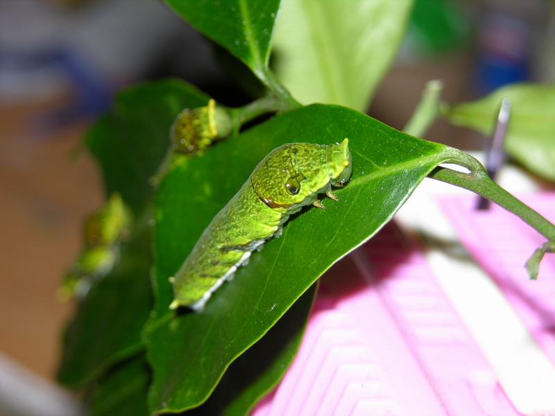 按此在新視窗瀏覽圖片