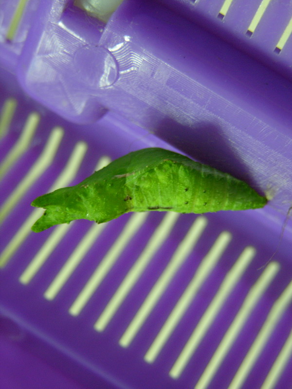 按此在新視窗瀏覽圖片