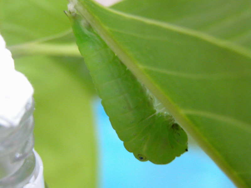 按此在新視窗瀏覽圖片