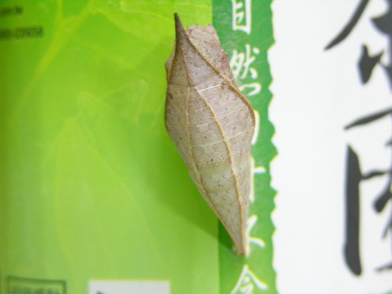 按此在新視窗瀏覽圖片