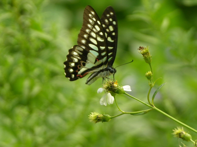 按此在新視窗瀏覽圖片