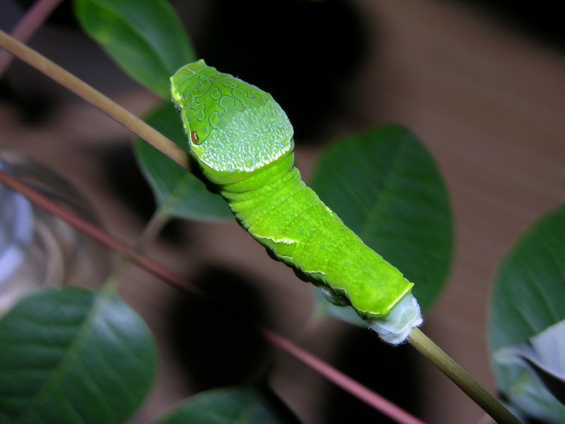 按此在新視窗瀏覽圖片
