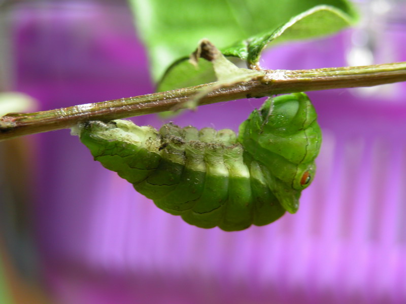 按此在新視窗瀏覽圖片