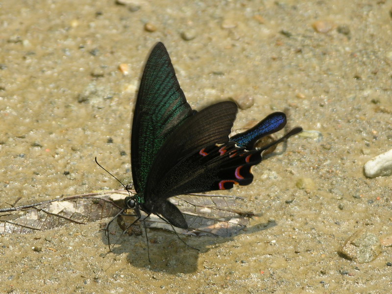 按此在新視窗瀏覽圖片