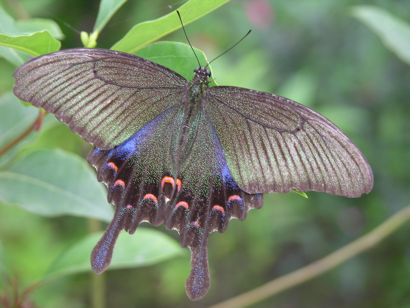 按此在新視窗瀏覽圖片