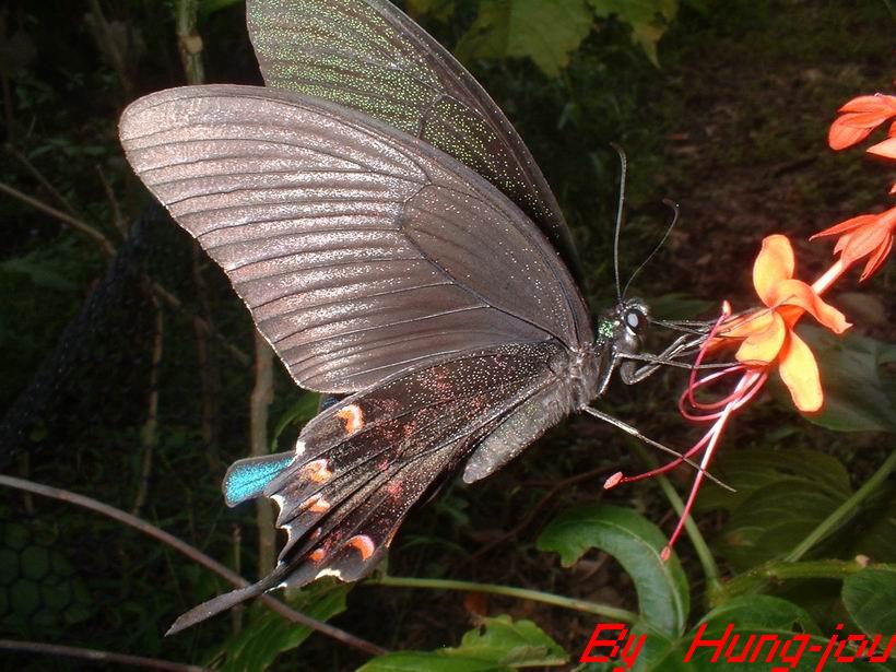 按此在新視窗瀏覽圖片