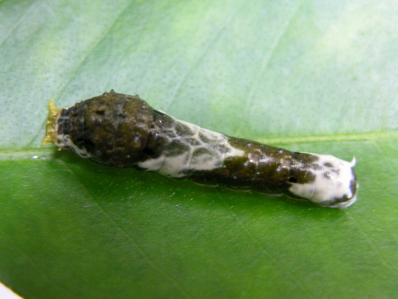 按此在新視窗瀏覽圖片