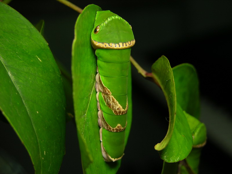 按此在新視窗瀏覽圖片