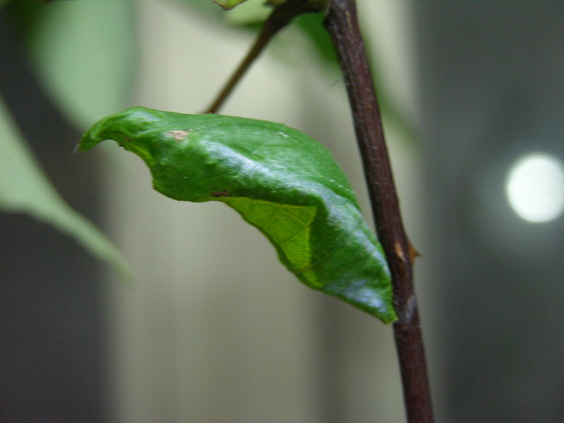 按此在新視窗瀏覽圖片