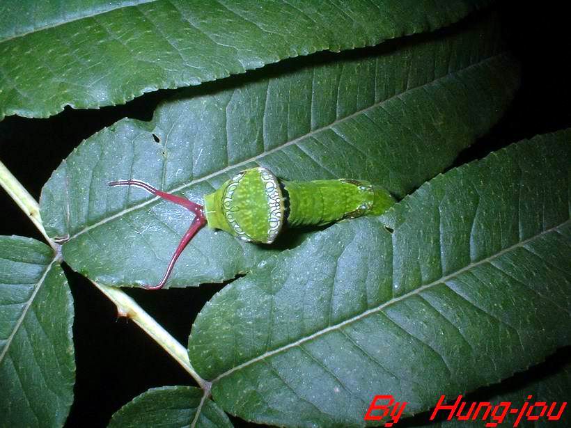 按此在新視窗瀏覽圖片