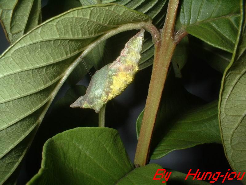 按此在新視窗瀏覽圖片