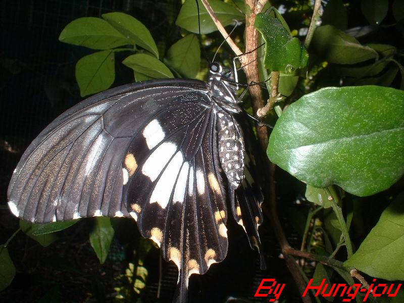 按此在新視窗瀏覽圖片