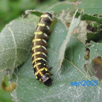 按此在新視窗瀏覽圖片