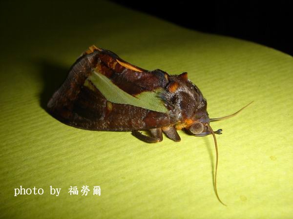 按此在新視窗瀏覽圖片