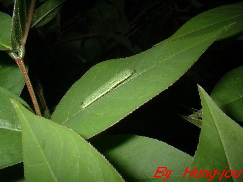 按此在新視窗瀏覽圖片