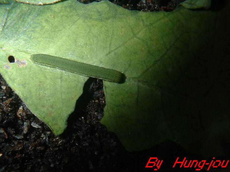 按此在新視窗瀏覽圖片