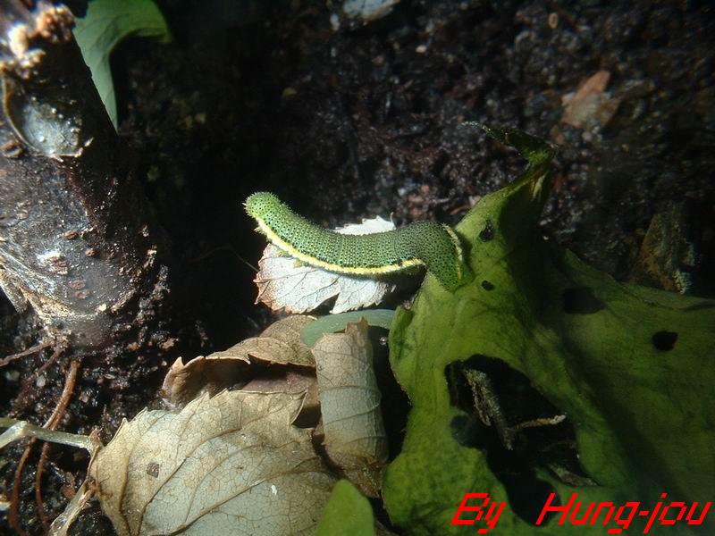 按此在新視窗瀏覽圖片