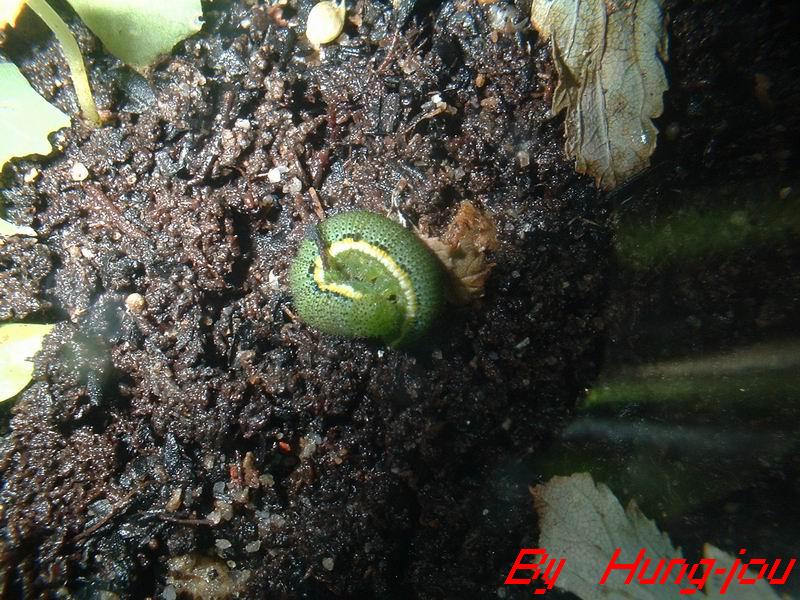 按此在新視窗瀏覽圖片