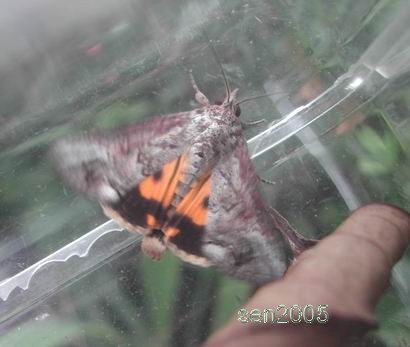 按此在新視窗瀏覽圖片