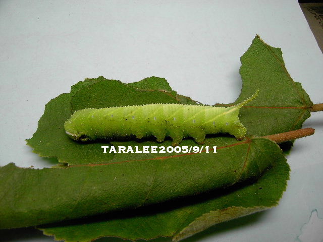 按此在新視窗瀏覽圖片