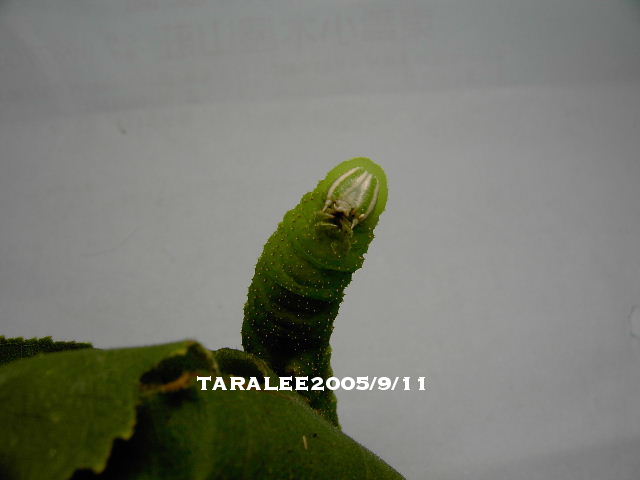 按此在新視窗瀏覽圖片