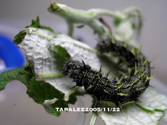 按此在新視窗瀏覽圖片