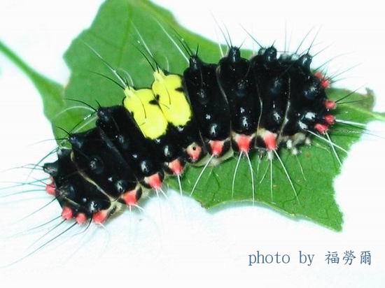 按此在新視窗瀏覽圖片