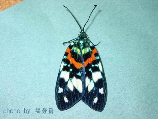 按此在新視窗瀏覽圖片