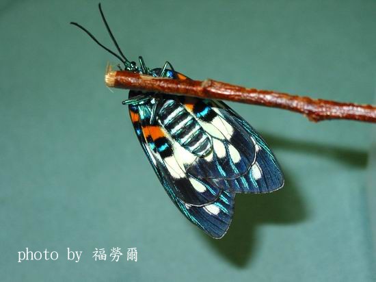 按此在新視窗瀏覽圖片