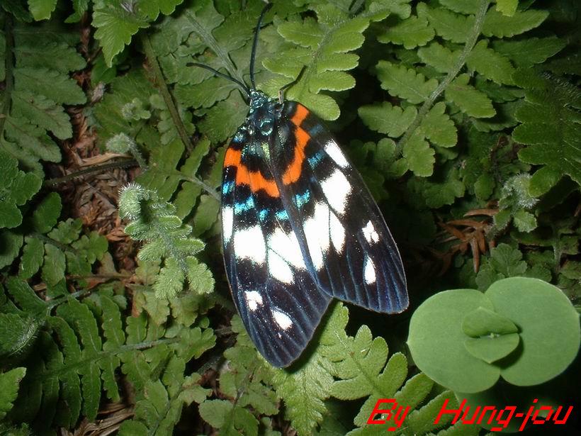 按此在新視窗瀏覽圖片